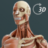 人体3D立体解剖(Visual Anatomy 3D - Human)