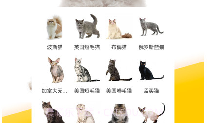 有只宠物v1.0.17截图