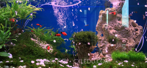 聚源水族鱼粮端v1.6截图