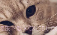 爱猫物语宠物店APPV1.0.9截图