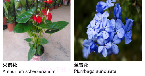 花知识v1.10截图