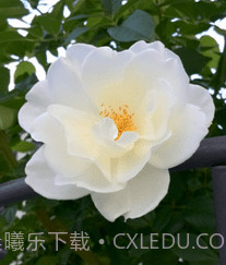 AI智能助手v1.0.0.21截图