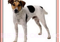 看图识字动物篇v1.16截图