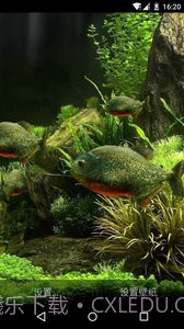3D食人鱼:梦象动态壁纸截图2 3D食人鱼:梦象动态壁纸截图2