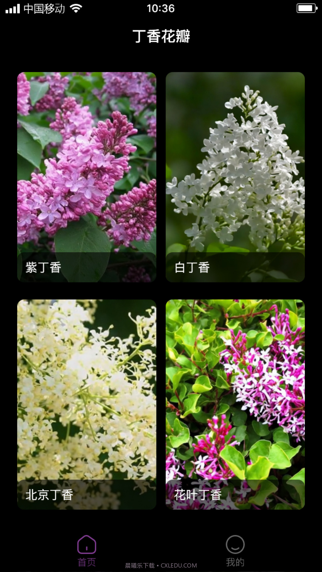 丁香花瓣截图3