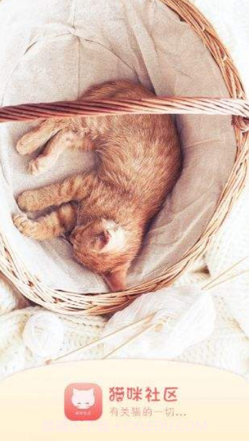 猫咪社区官网app安卓通道下载截图1