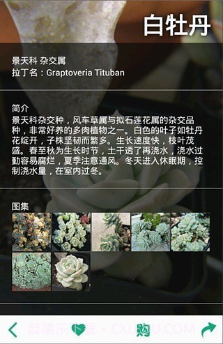 多肉植物截图3