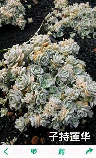 多肉植物截图4