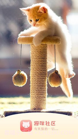 猫咪社区在线截图2 猫咪社区在线截图2