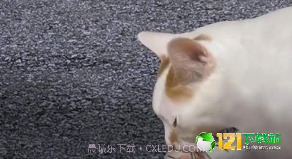 猫头怪谈截图1 猫头怪谈截图1