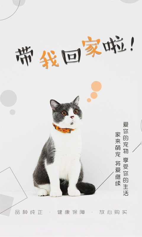 猫行狗市截图1 猫行狗市截图1