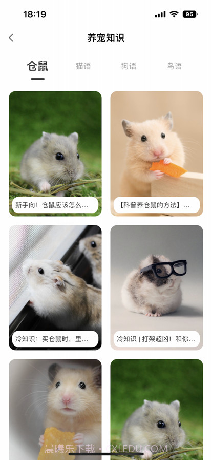 我的仓鼠日常截图1