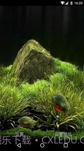 3D食人鱼:梦象动态壁纸截图3 3D食人鱼:梦象动态壁纸截图3