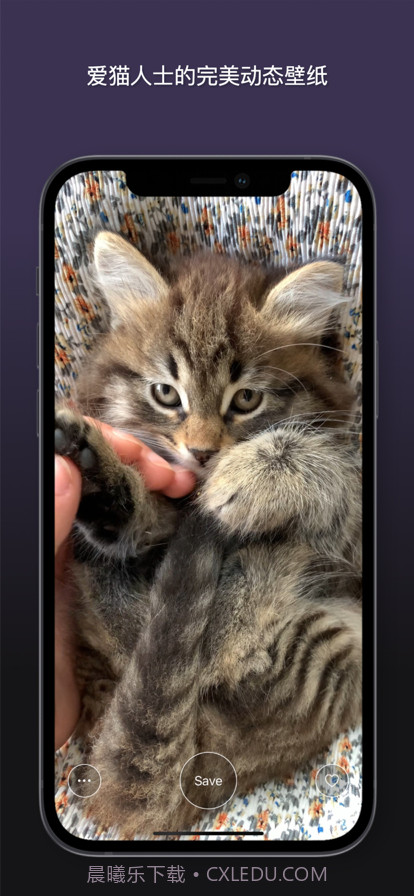 猫动态壁纸截图3 猫动态壁纸截图3