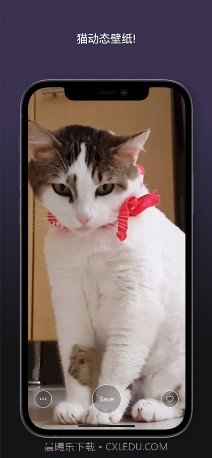 猫动态壁纸截图9 猫动态壁纸截图9