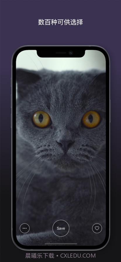 猫动态壁纸截图6 猫动态壁纸截图6