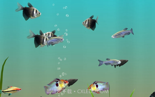 我的水族箱3d截图2 我的水族箱3d截图2
