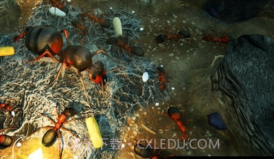 地下蚁国截图3 地下蚁国截图3