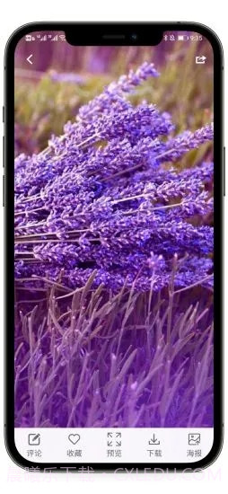 枫叶壁纸截图2 枫叶壁纸截图2