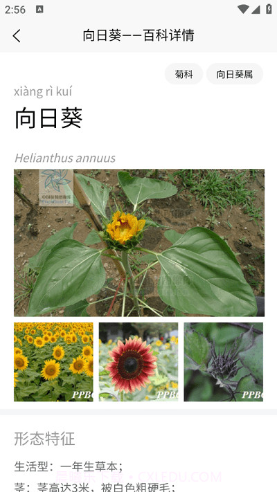 植物智截图3 植物智截图3