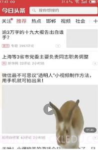 手机屏幕养兔子截图1