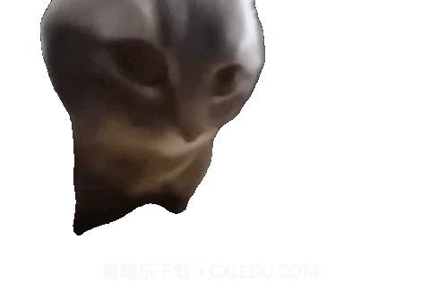 嚼嚼嚼表情包小猫截图1