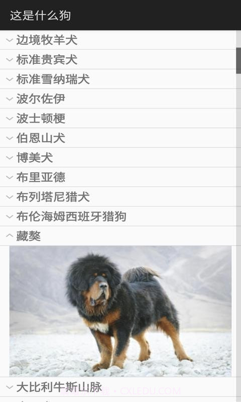 这是什么狗截图2 这是什么狗截图2