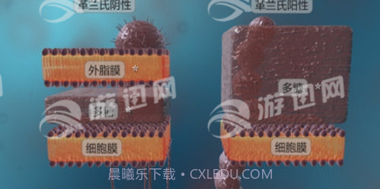 细菌互动教育手机版截图2